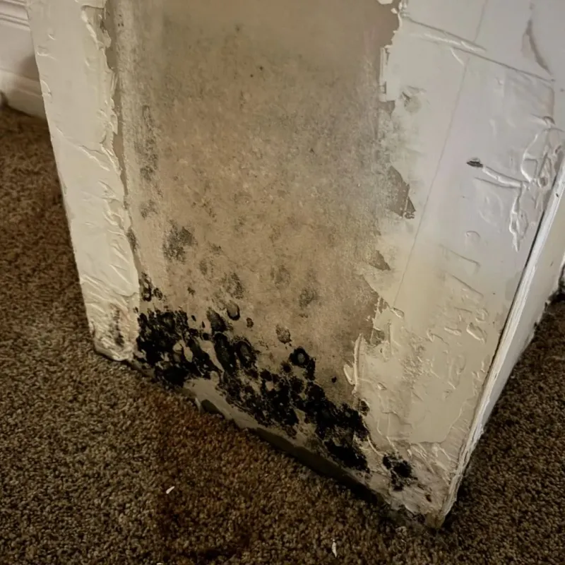 Professional Mold Removal in Longtown, OK